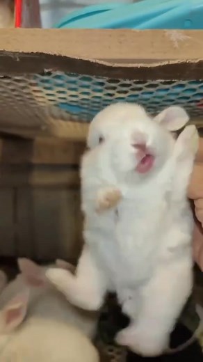 interesting rabbit 😑🫡🤣 (Rinky, Ollie, Cherry, Dora, flora, snowfie) | Masum Parvez