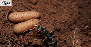 The jack jumper ant can have a nasty sting