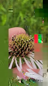 Echinacea pallida is a real nice member of the prairies of Oklahoma and North Texas. | Crime Pays But Botany Doesn't