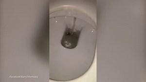 Always flush before you go! Huge spider crawls out of toilet