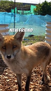 This is one of the best ways to start a garden and adding cheap materials to fill up your raised beds. I love growing #garden #gardening #gardenlife #gardendesign #gardeningtips #gardeninspiration #garden #gardens #gardener #gardenlove #gardeninglife #gardening #gardenideas #gardenlover | Garden Dude