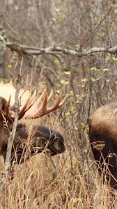 219K views · 889 reactions | It’s mating season in Alaska and the...