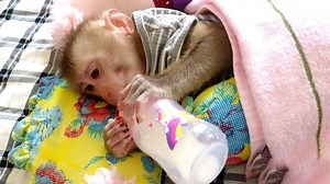15K views · 524 reactions | Monkey Mano Sleep Drinking Milk Inside Towel After Take Bath | Baby Lion | Facebook