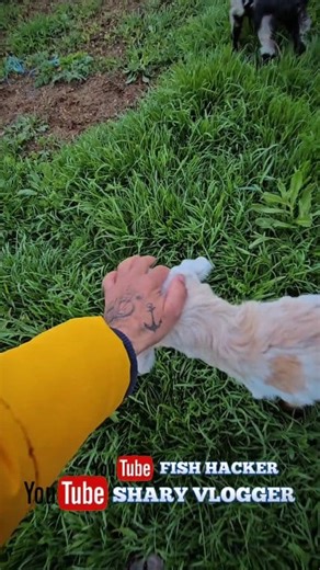 Poveste de primavara in peisaj, recunosc, doar cei care sunt fizic aici simt mirosul de curat si iarba proaspata, inclusim mirosul de oi si capre, care e superb pentru mine cel putin, e un miros de inceput de primavara asteptata de toti, iar linistea jur ca e maxima aici, greierasii mai lipses din peisaj si e de vis, in Romania sunt multe plaiuri mioritice, unul mai frumos decat altul, daca as alege o meserie simpla in loc de ce fac, jur ca as vrea sa fit ciobanas, sa am 100 de oi si 40 de capre