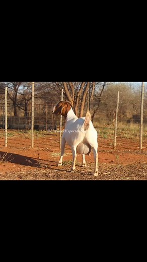 FULL BLOOD BOER GOAT DOE/FEMALES and BUCK/MALES 🐐 #Available #GOAT #boer 🤠#Bucklin #fypシ #pregnant 🤩 LIVESTOCK EXPORTERS SOUTH AFRICA,We are number one exporters of TYPICAL FULL BLOOD BOER GOATS FROM SOUTH AFRICA. On all inquiries on our Premium Quality Livestock, contact;Email: info.livestockexporters@gmail.com Call / Text / Whatsapp : 27 (0) 680 718 656WhatsApp Link:https://wa.me/ 27680718656Thanks and best regards,Friedrich. #Boergoat #boergoat #Boergoatofinstagram #fullbloodboergoats #boe