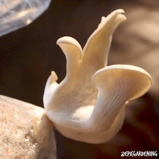 32 reactions · 6 comments | PINK OYSTER MUSHROOMS  - The first flush...