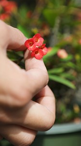 Explore the fascinating contrast of delicate yet spiky plants! These remarkable plants blend softness and sharpness, highlighting nature's extraordinary ability to balance beauty and toughness. | Smart Planet Plants