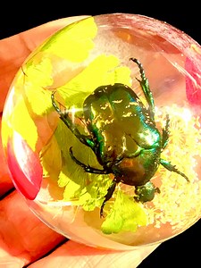 Insect Paperweight, Lucite. Real Insect. Ornament. Taxidermy. Insect Frame. Insectsofbeauty. Insect Art. Entomology - Etsy Australia