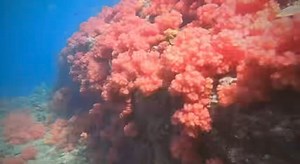 To sum up the weekend diving trip with “ADSAC”!🌊 📹Jane Taylor, thank you❤️ #musandam #dibba #musandamdiving #weekends #weekendtrips #liveaboard #scuba #scubadiving #travel #adventure | Sheesa Beach Dhow Cruises - Dive and Discover