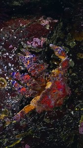 2.2K views · 26 reactions | Nanoose Bay is a favourite spot for divers to explore; you can often see divers at Blueback Drive Community Park, Wall Beach, Madrona Point, Cottam Point, and Tyee Cove or Seducers Cove, to name a few. You might get lucky to encounter a baby ruby octopus. Their size ranges from about a loonie to a golf ball. Have you tried scuba diving yet? Video: @scubabc #myPQB #scubadiving #underwater | Parksville Qualicum Beach | Facebook