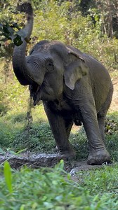 582 reactions · 21 shares | As our Wonderful Wassana playfully...