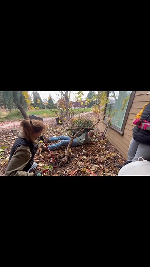 Andrew working hard to get this struggling viburnum out at this job. | Yellow Rose Nursery
