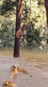 #viralreelsfb #nocopyrightinfringementintendedmusicbelongstotherightfulowner | Vale Mwera