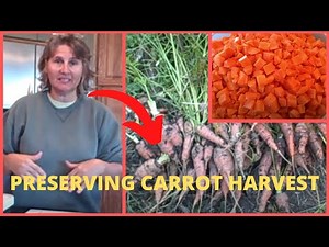 Digging Carrots, How to Blanch and Freeze Carrot Harvest Crop