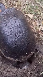 Desove de una Tortuga morrocoyo (Trachemys dorbigny). | Alternatus Uruguay