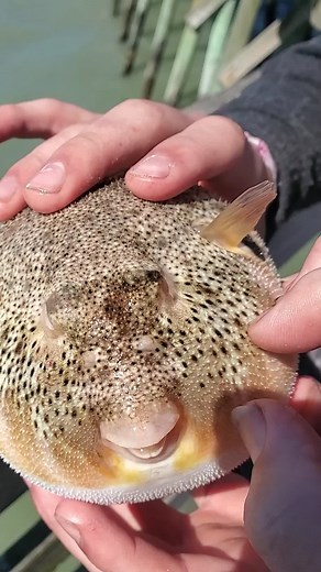 Hilarious Pufferfish Behavior