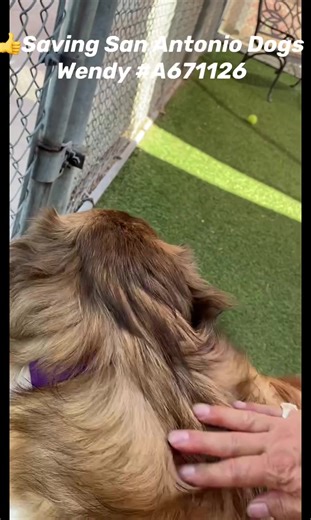 💥Hunter’s Hope has rescue interest in Wendy. Please pledge - can anyone foster? 📣 HEROES NEEDED🙏 🚨Euthanasia list: tomorrow 6/19‼️ 🎀 A671126 Wendy: has rescue interest Please pledge ✏️🗒️SSAD VOLUNTEER NOTES 📝 This dog is a sweetheart; attentive w/ great eye contact, gives kisses, walks well on leash. Could benefit from a hair cut bc her hair is so long. Owner surrendered bc of inability to care for her needs and stared she could escape the fence - there’s no telling how the owner kept his
