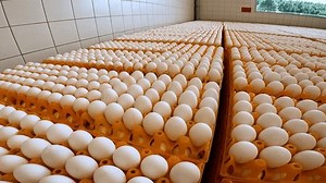 Gewerbliche Eierpaletten, die zur Verarbeitung durch: Stockvideos & Filmmaterial (100 % lizenzfrei) 1111582105 | Shutterstock