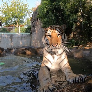 If you film a tiger pool party, the tigers might get your camera | Oregon Zoo