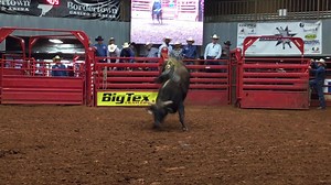 Marty, owned by Beau Mills, Josh Tomlin, and Cody Allen scoring 86.5 at the Bordertown Casino and Arena Buckle Up Futurity | Exclusive Bucking Bull Info
