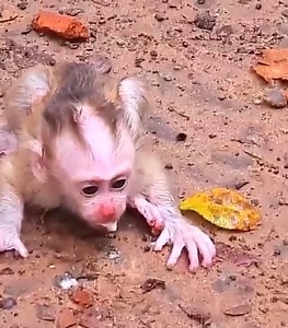 CuteMonkey #cutemonkey | Cute Monkey