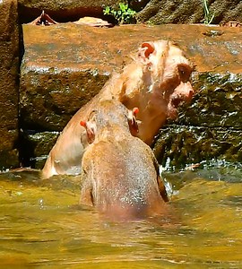 1.5K views · 120 reactions | Wow Pool party arena by Sovana. Look Luna seeking for Lucie but Rojo chase all from ancient pool in 11 century | Wild Monkey Zone | Facebook