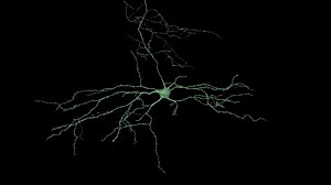 Like snowflakes, neurons come in many different morphologies or shapes! Admire the diversity of inhibitory neurons in the beautiful #ElectronMicroscopy video by our own Forrest Collman. | Allen Institute