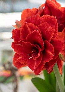 Amaryllis Dutch “ Cherry Nymph” Bulb. Size 34/36cm.product of Holland - Etsy Canada