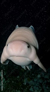 Vertical close up of a Blobfish or Blob Sculpin swimming in the deep sea with marine snow particles floating in the dark abyss