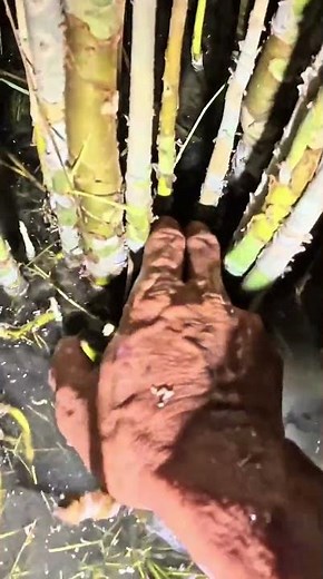 Ada ikan yang lagi gabut tangkep aja #mancing