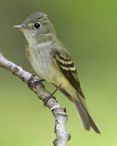 Acadian flycatcher - Alchetron, The Free Social Encyclopedia