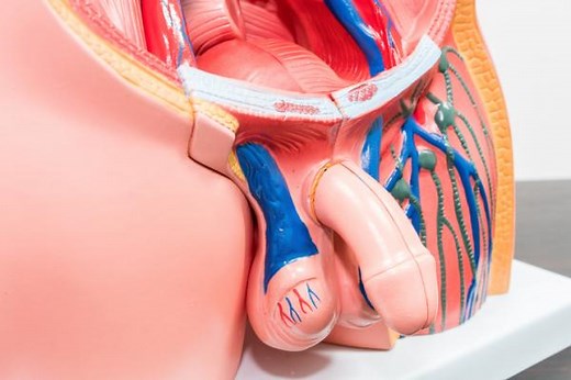 Grietas en el prepucio: Por qué salen y tratamiento