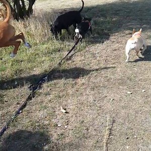 Lovely walk on the heath this morning before its too hot for the pups 🥰❤ #dartfordheath #dogwalks #homeboarding #dogboarding #keepingcool #sunnywalks #happypups #happywalker #frenchiesofinstagram #boxersofinstagram #cockapoosofinstagram #staffiesofinstagram #dogsofinstagram #allfriends #caring4paws | Caring4Paws
