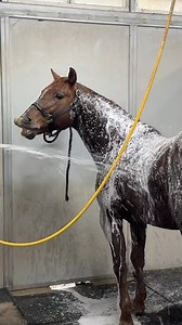 Chapo is sqweaky clean now!! 🧼🛁 #pedeltothemetall #shower #fyp #texas #fortworth #horses #stallion #bathtime #silly #cute | SDP Buffalo Ranch