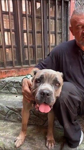 Cane Corso é o melhor cão de guarda? Comparação com Fila Brasileiro