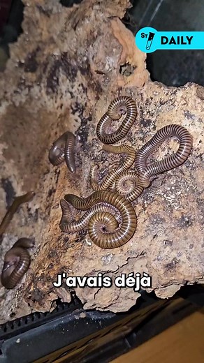 Voici Réglisse ! Il fait partie de l’espèce des iules mardonius parilis acuticonus. Une espèce qui se retrouve en Afrique de l’ouest. Notre petit Réglisse est déjà adulte donc il ne grandira pas plus. Mais profitons-en pour mieux apprendre à le connaître !#iule #mille-pattes #iules #animaux #myriapodes #myriapode #nature #science | String Theory Fr