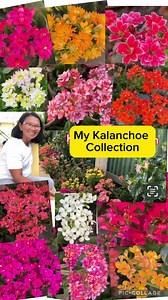 2.6K views · 556 reactions | My kalanchoes started to bloom last month and until now flowers are still beautiful. Kalanchoe flowers last for couple of months and these are my kalanchoe collection ! #hobby #flowers #plantsmakepeoplehappy #plants #succulents #viralvideo #viralpage #nature #kalanchoe #retiredlife | Merlinda Casapao | Facebook