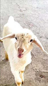 Sheep Sound 🐏 (Gentle Bleat)