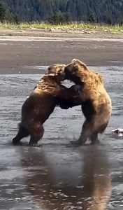 Bear 🐻 Versus Bear 🐻 | Gavin Gordon