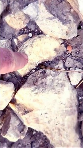 I Found ANCIENT FOSSILS In This North Texas CREEK!