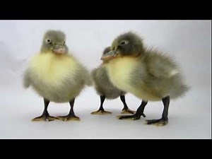 Blue Swedish Ducklings @ Meyer Hatchery