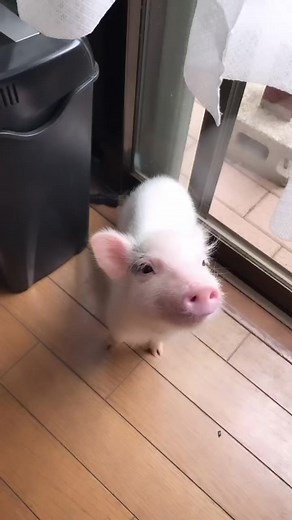 Yummy 😋🐖🥒 . Video by 🎥 @lilitama0605 . . . . #pig #piggy #piglover #piggy #animelover #pet #petlovers | Pigvibes