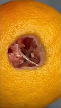 Potassium metal + Grapefruit 💥 #science #experiment #chemistry #fire