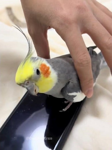 Larry the cockatiel: the only bird who sings on demand! 😄🥰🎶🦜 #cockatielscraze #birdsinging