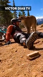 19K views · 42 reactions | Terrifying Puma Attack | Victor Dias TV | Facebook