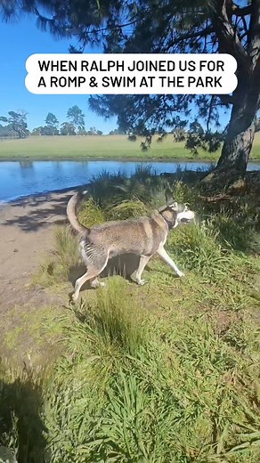 Ralph wore himself out and was sunbaking in his front yard when I returned him home. 🤩🐾🐕 #k9walkersralph #k9walkersecho #k9walkerscookie #bringingjoytodogs #offlead #outdoorswithdogs #centralcoastdogwalker #centralcoastlife #centralcoastnsw | K9 Walkers