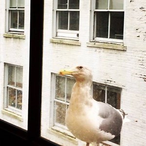 Downtown Vancouver | ARIA TV Canada تلویزیون آریا | Facebook