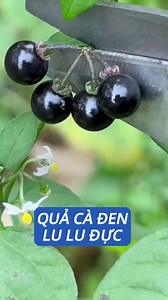 24K views · 180 reactions | Quả chín của cây Solanum nigrum ở ruộng quê có màu đen. Hồi nhỏ tôi thường hái loại cây này.#thuluduc #duoclieu #reelsvn #duocsihung | Dược Sĩ Hưng | Facebook