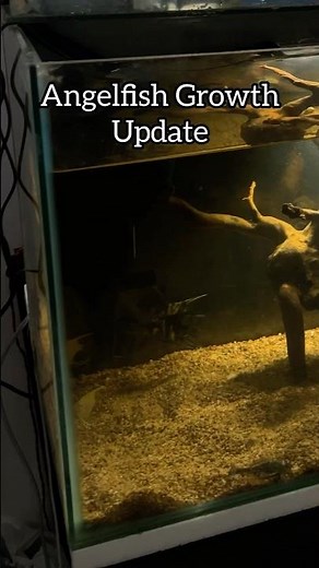 Marble Angel Growth Update