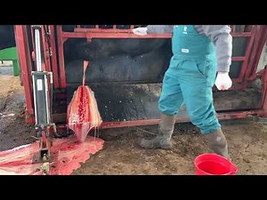 HUGE Abscess on Bull Lanced